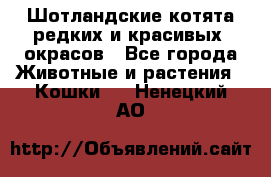 Шотландские котята редких и красивых  окрасов - Все города Животные и растения » Кошки   . Ненецкий АО